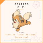 nom des pokemon en japonais - caninos