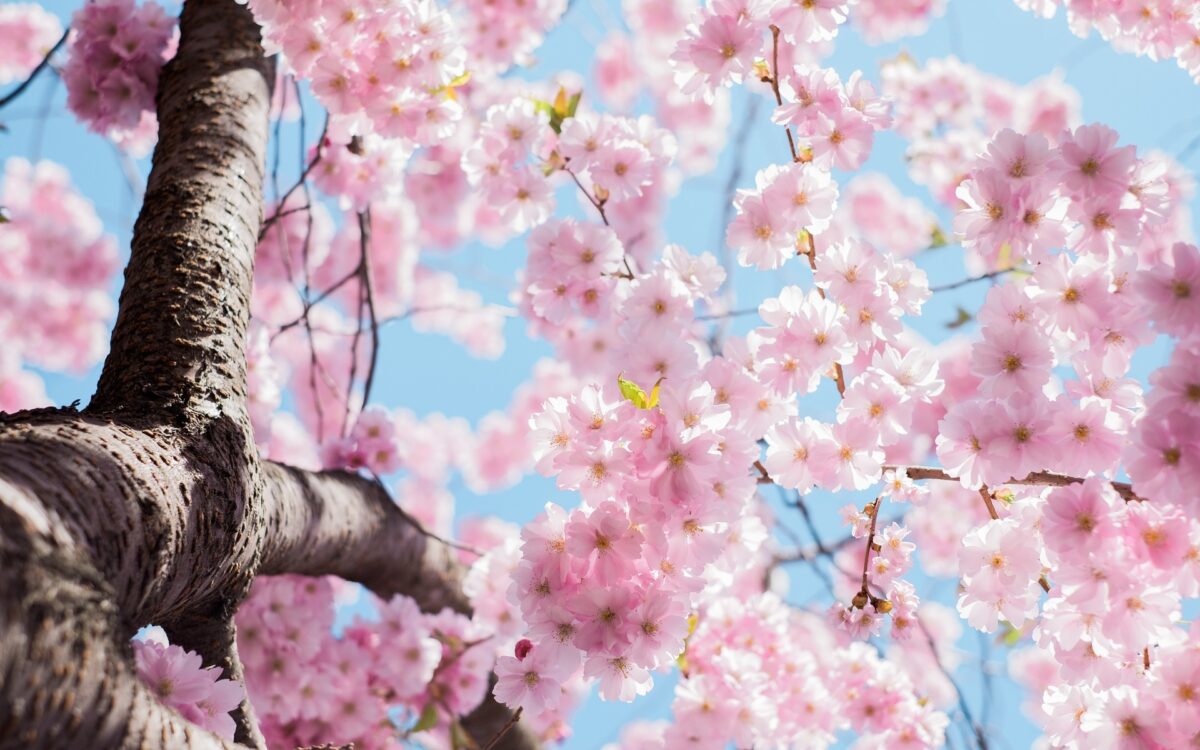 Blog Japon Issho Ni - quand partir au Japon - couverture